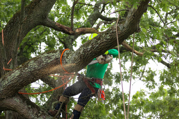 Best Tree Mulching  in Polson, MT